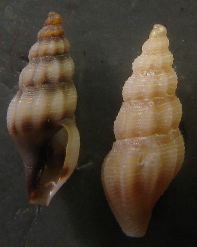 Bela taprurensis